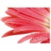 KELA Prestieranie PICTURE červený kvet KL-15039