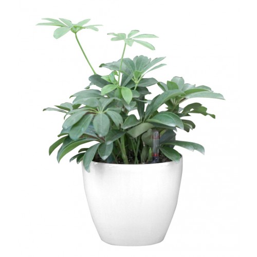 Samozavlažovací kvetináč G21 Ring biely 17,5 cm 6392550 Samozavlažovací kvetináč G21 Ring biely 17,5 cm 6392550