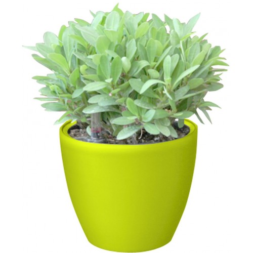 Samozavlažovací kvetináč G21 Ring mini zelený 15cm 6392543