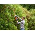 Black & Decker BEHTS401 Elektrické nožnice na živý plot (55cm/500W)