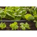 GARDENA Micro-Drip-System-pokladacia rúrka 13 mm 1/2" (15m), 1346-29