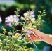 GARDENA BP 50 Premium Záhradné nožnice, ø 24 mm 8702-20