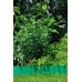 GARDENA obruba trávnikov dĺžka 9 m x 15 cm (zelená) 0538-20