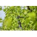GARDENA EasyCut 250/18V P4A, Akumulátorové teleskopické vyvetvovacie nožnice, 14774-55