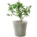 KETER CONIC PLANTER 56,5L Kvetináč, 54 x 48,7 cm, hnedá 17202754