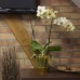 PROSPERPLAST COUBI kvetináč na orchidea 1,3l, biela transperentní DUS130P