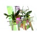 COUBI kvetináč na orchidey 1,5l, transparent DUOW130T