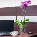PROSPERPLAST COUBI Kvetináč na orchidey 16 cm, ružová transparentná matná DUOW160T