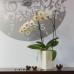 PROSPERPLAST COUBI kvetináč 12cm, 2l, krémová DUW120