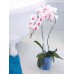 COUBI Kvetináč na orchidey 12,5 cm, 1,1l, zelený transparentný DSTO125