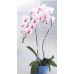 Prosperplast DECOR podpera pre orchidea 55cm, ružová ISTC02